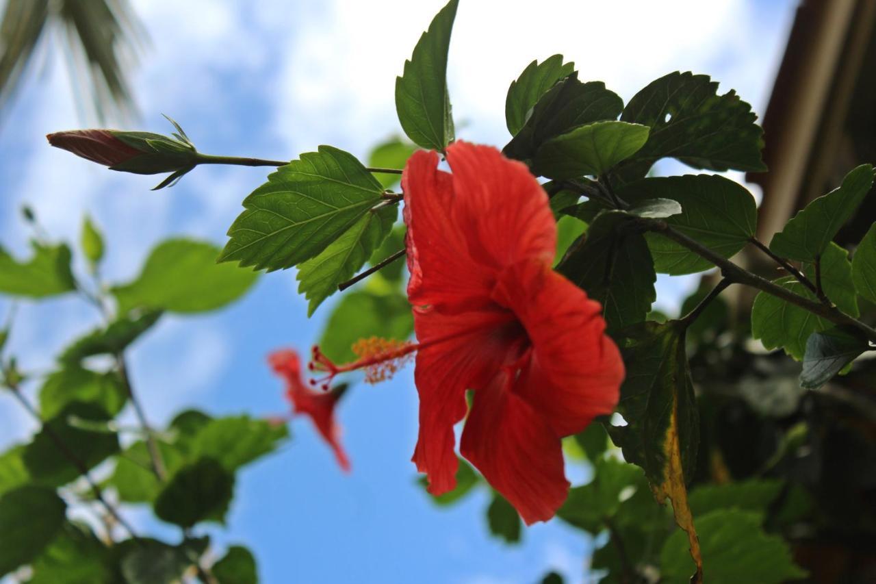 ホテルMorada Dos Hibiscos プライア・ド・ローザ エクステリア 写真